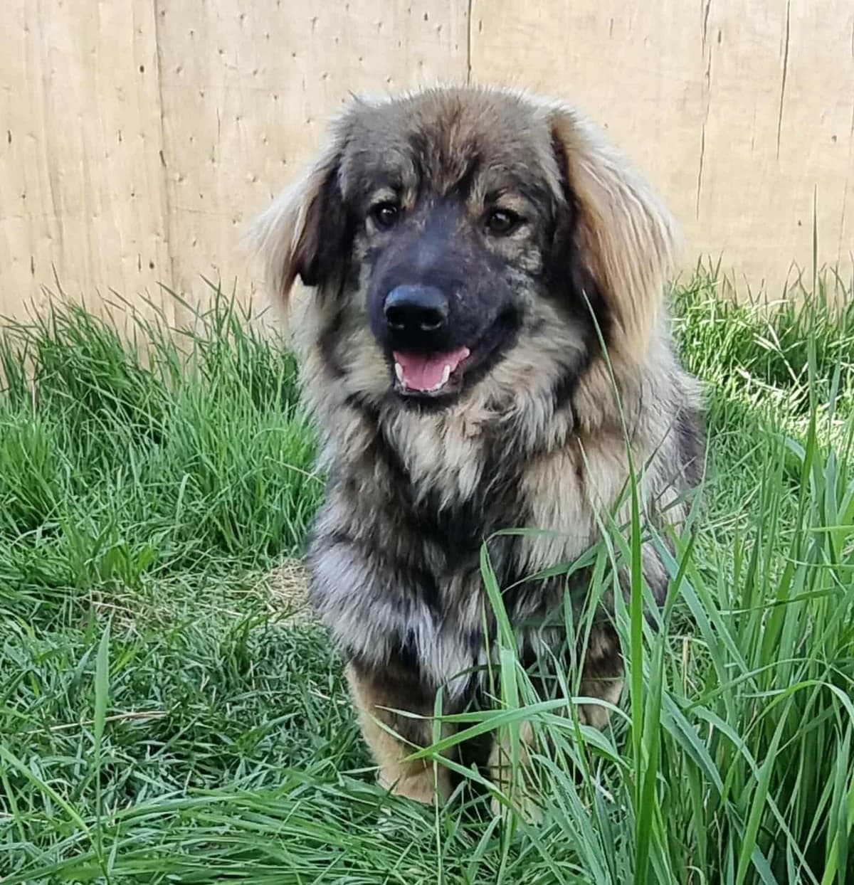 Kiki, male young Mixed Breed for adoption at TierOase ThoMa e.V.