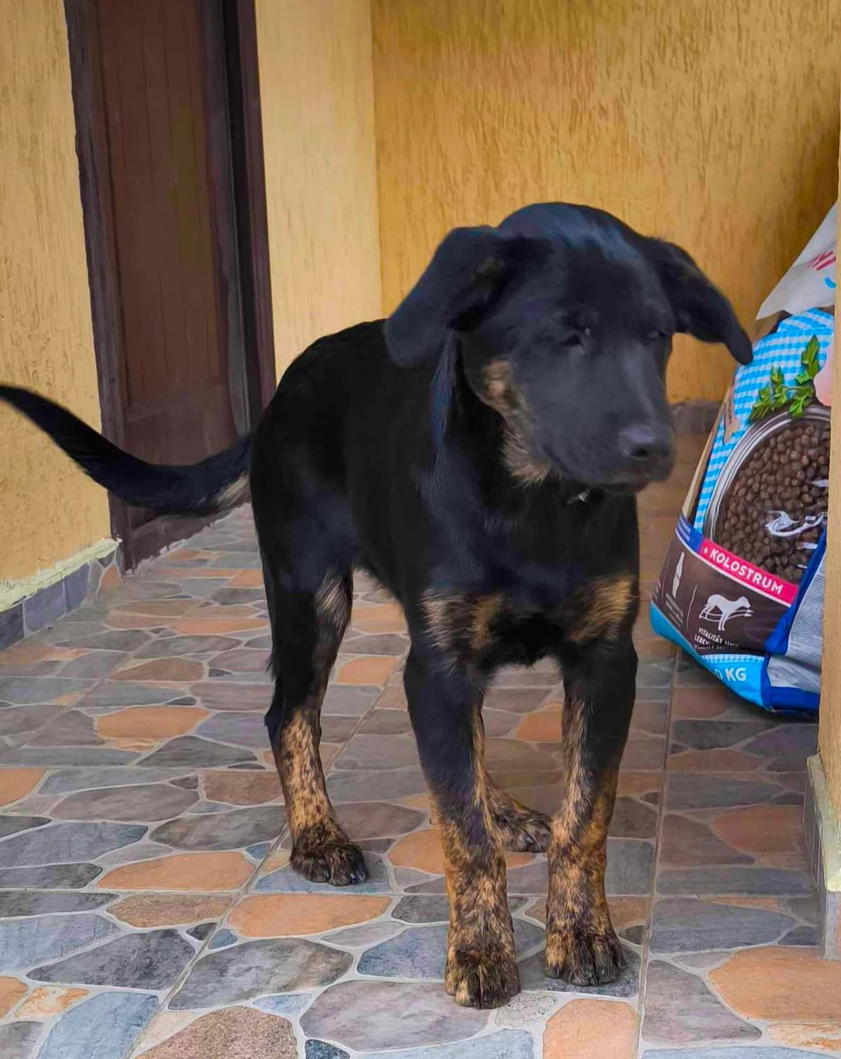 Matilda, female young Mixed Breed for adoption at TierOase ThoMa e.V.