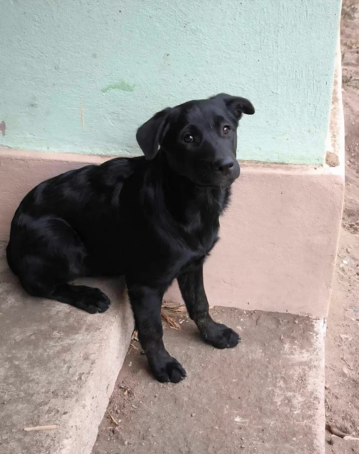 Mila, female young Mixed Breed for adoption at TierOase ThoMa e.V.