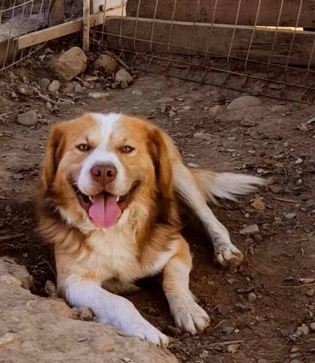 Lenny, Mixed Breed (TierOase ThoMa e.V.)