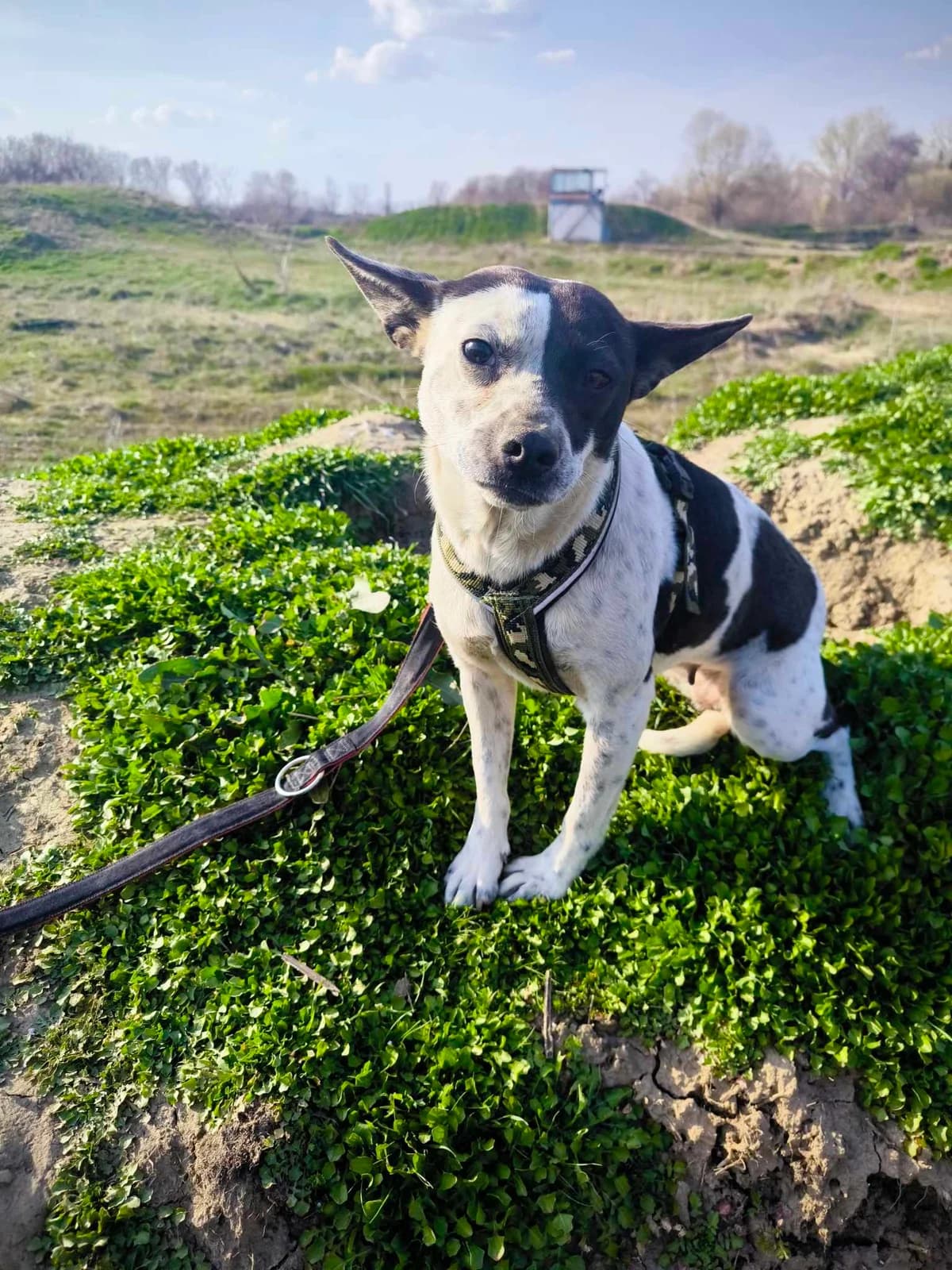 Pixie, Mixed Breed (TierOase ThoMa e.V.)