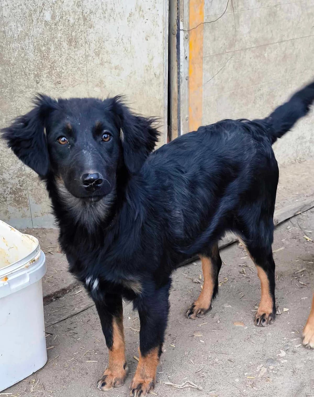 Pepita, female puppy Mixed Breed for adoption at TierOase ThoMa e.V.