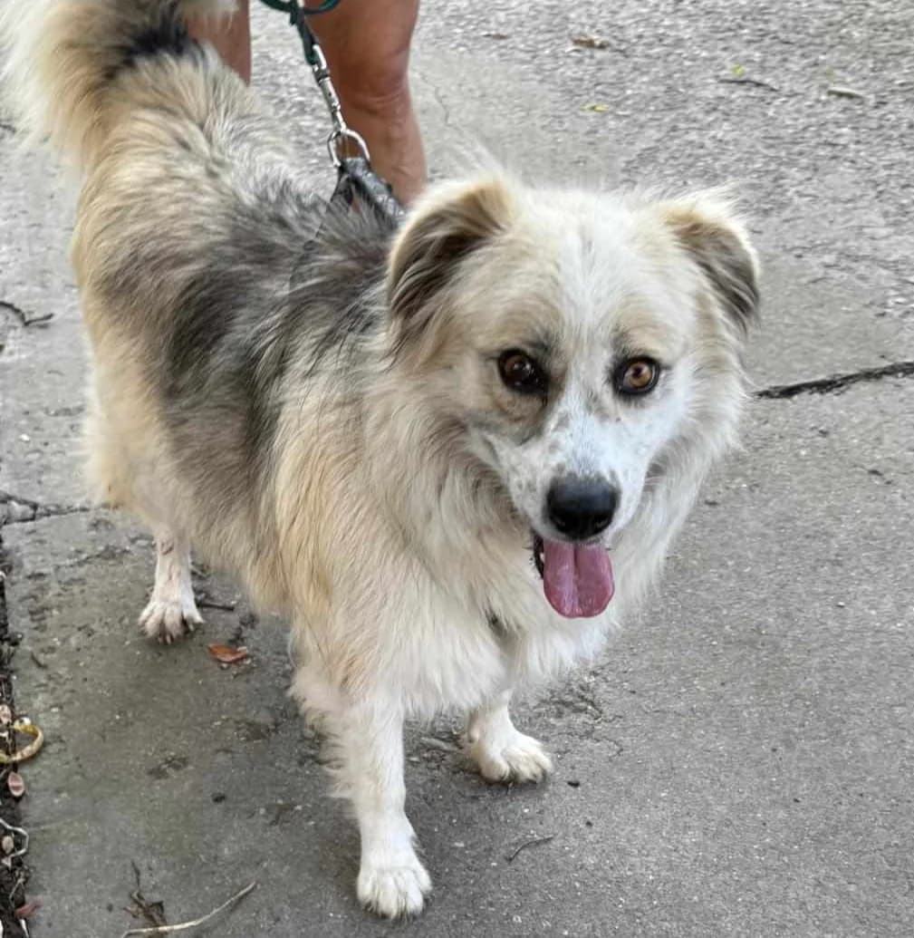 Hailey, female 3yo Mixed Breed for adoption at TierOase ThoMa e.V.