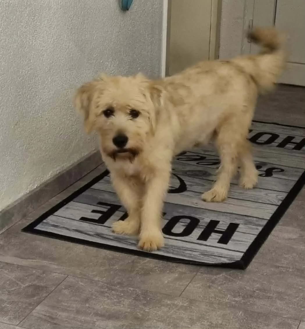 Happy, Mixed Breed (TierOase ThoMa e.V.)