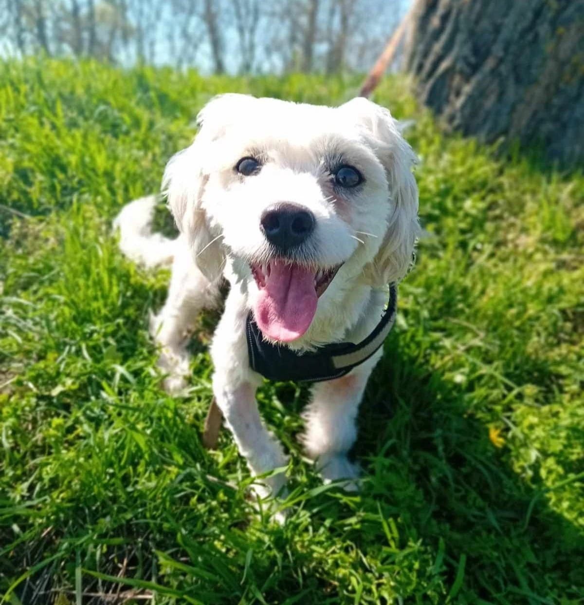 Herz, Mixed Breed (TierOase ThoMa e.V.)