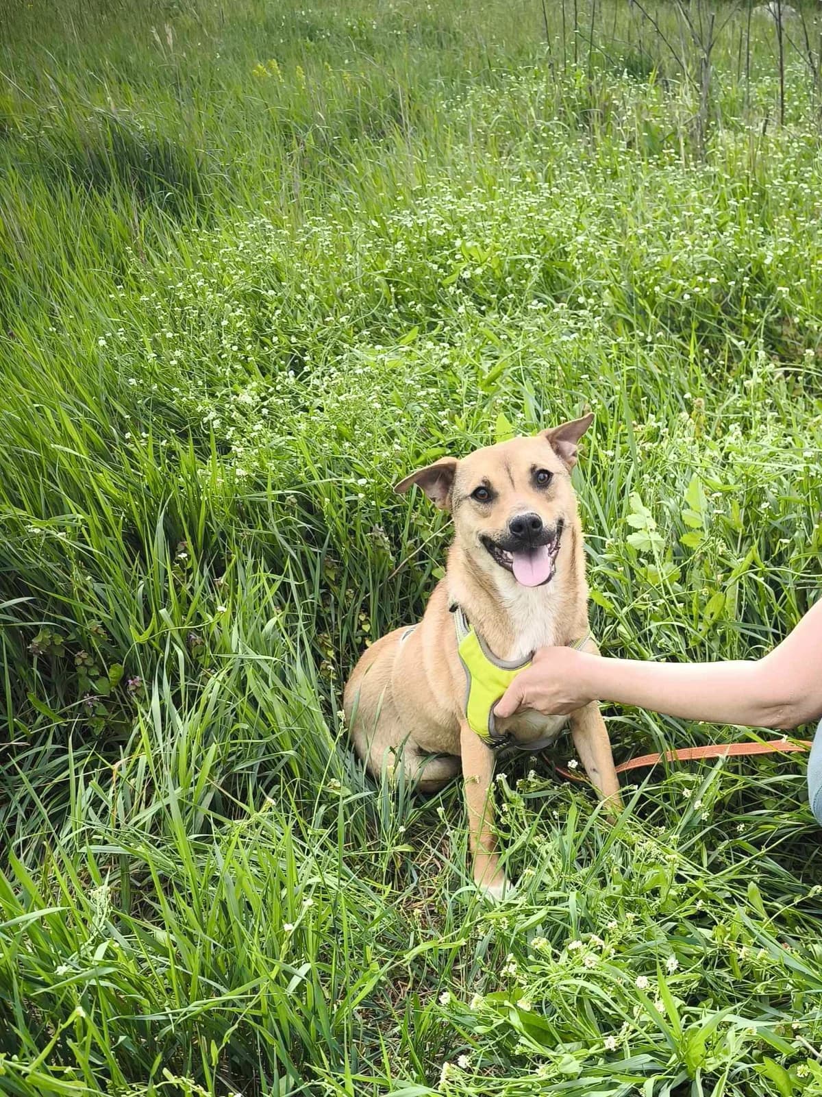 Penny, female puppy Mixed Breed for adoption at TierOase ThoMa e.V.