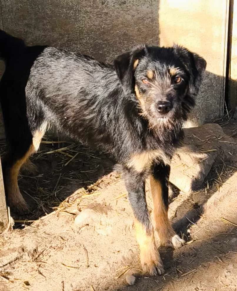 Peppa, female puppy Mixed Breed for adoption at TierOase ThoMa e.V.