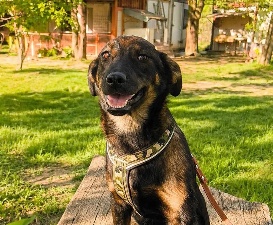 Poli, female puppy Mixed Breed for adoption at TierOase ThoMa e.V.