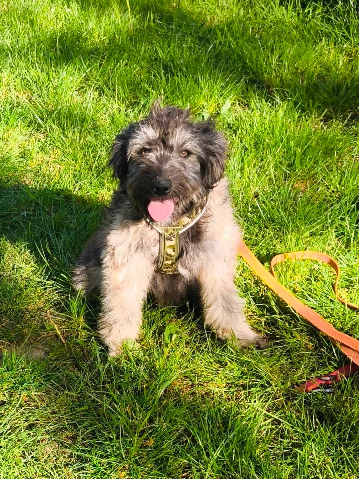 Pauline, grau female puppy Mixed Breed for adoption at TierOase ThoMa e.V.