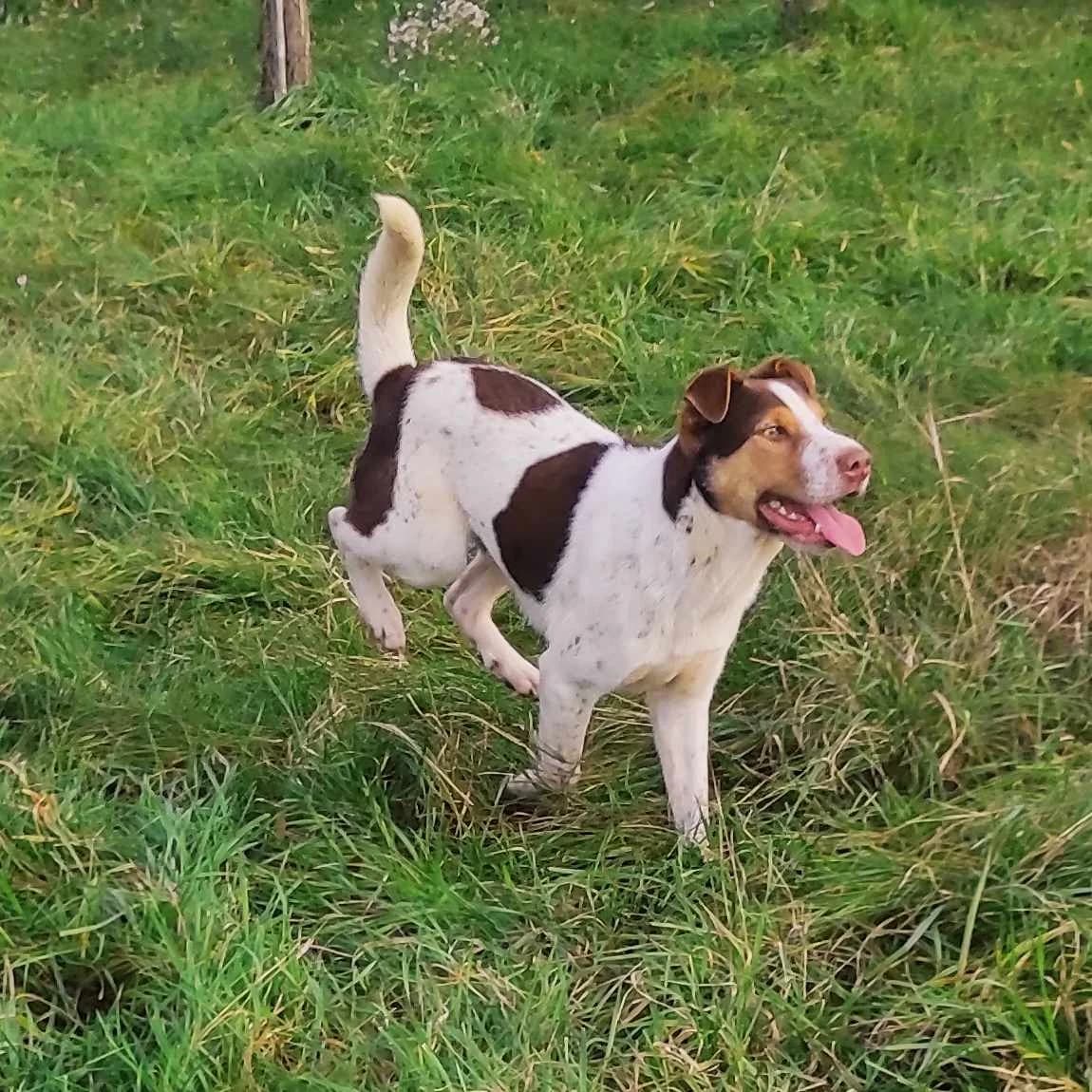 Bruno, male young Mixed Breed for adoption at TierOase ThoMa e.V.