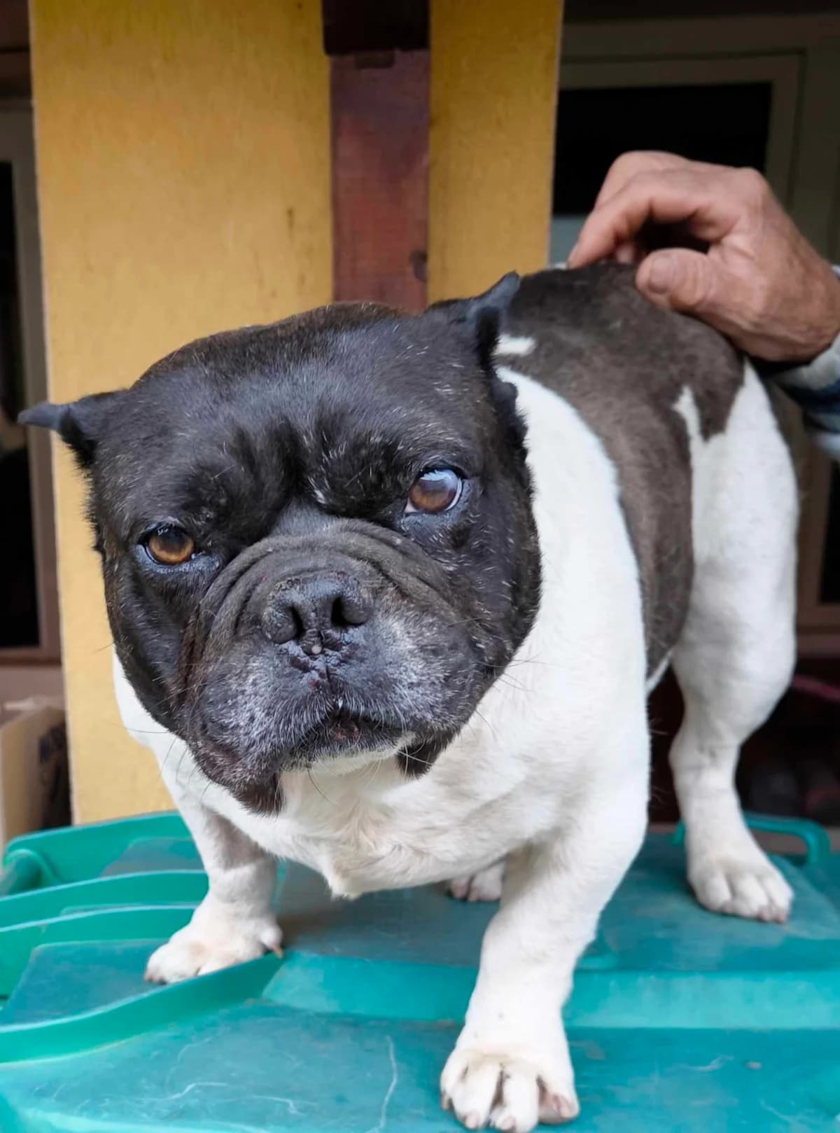 Zuhause, Mixed Breed (TierOase ThoMa e.V.)
