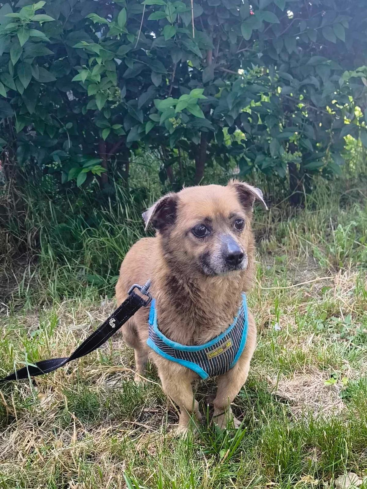 Ruhig, Mixed Breed (TierOase ThoMa e.V.)