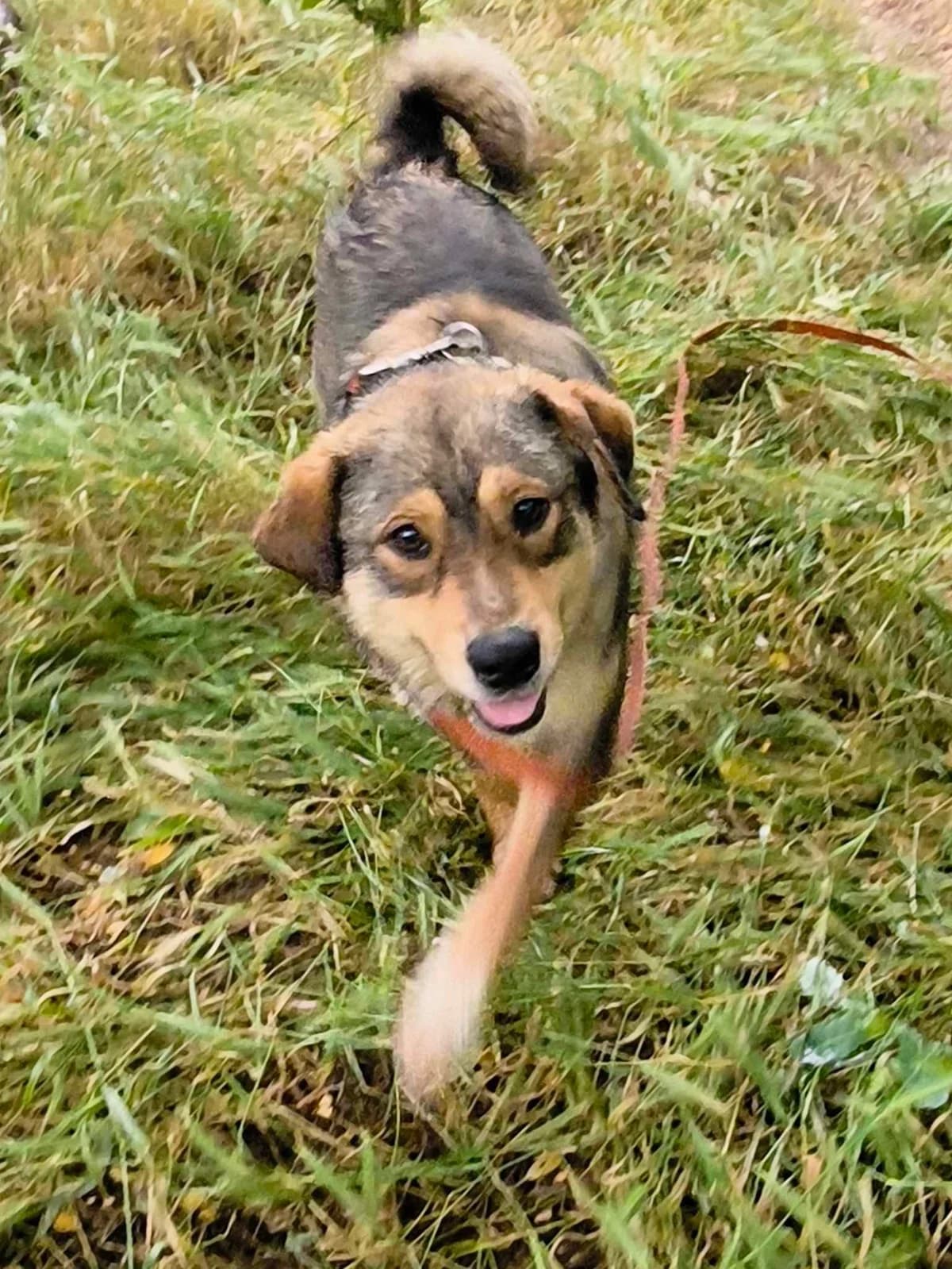 Yaris, male young Mixed Breed for adoption at TierOase ThoMa e.V.