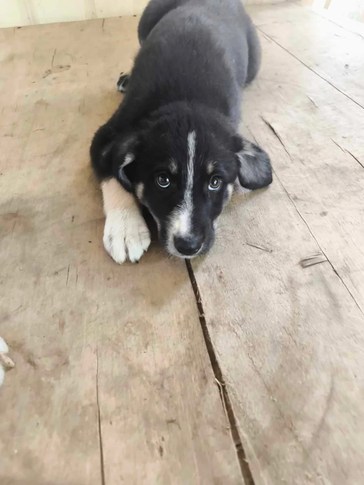 Herzmenschen, male puppy Mixed Breed for adoption at TierOase ThoMa e.V.