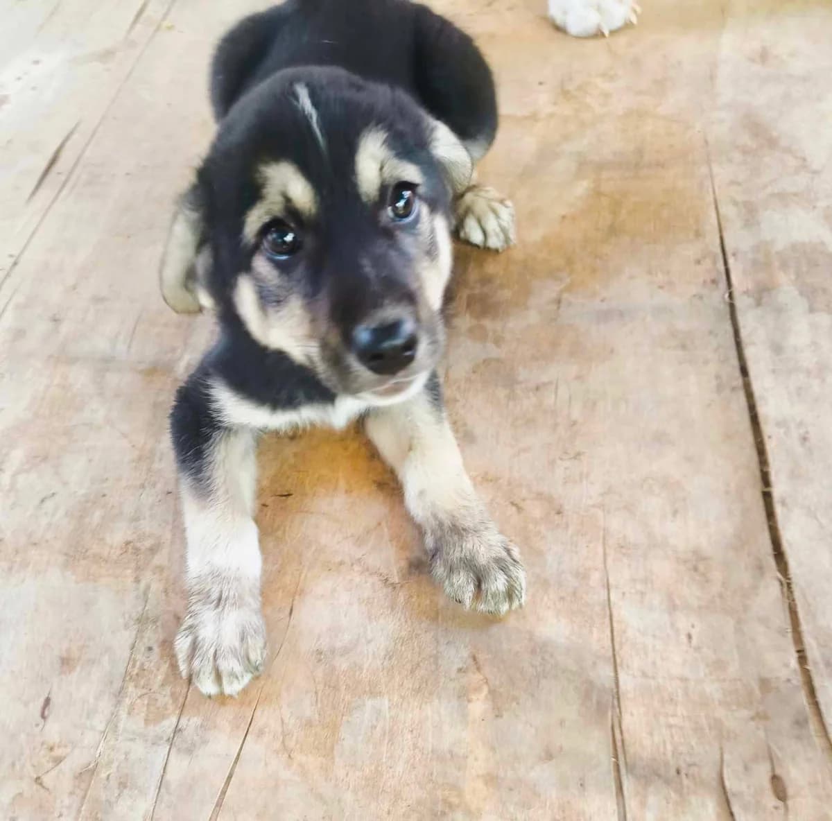 Rebecca, female puppy Mixed Breed for adoption at TierOase ThoMa e.V.