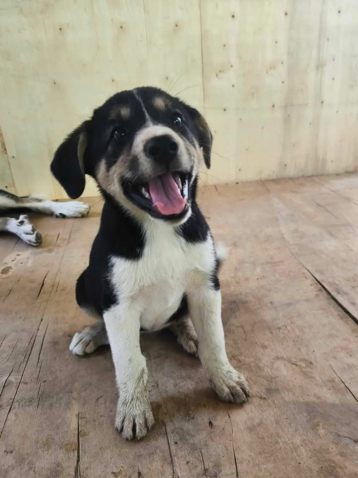 Rosi, female puppy Mixed Breed for adoption at TierOase ThoMa e.V.