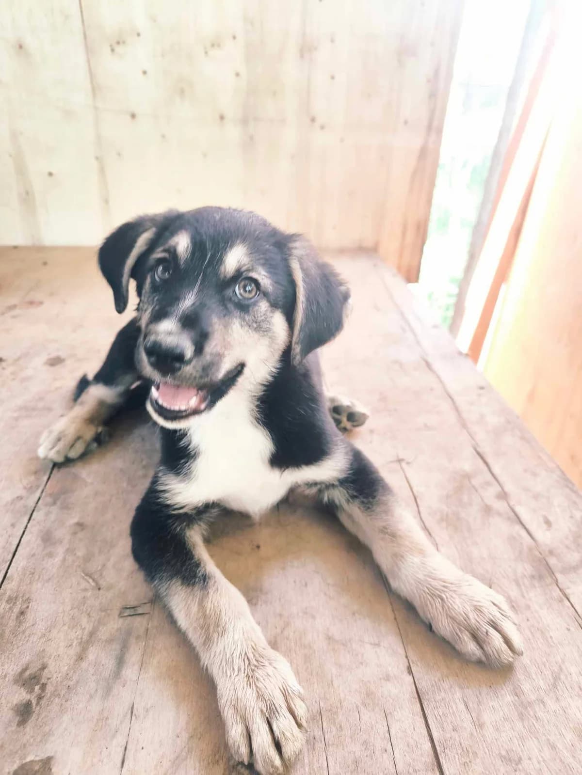 Lachen, male puppy Mixed Breed for adoption at TierOase ThoMa e.V.