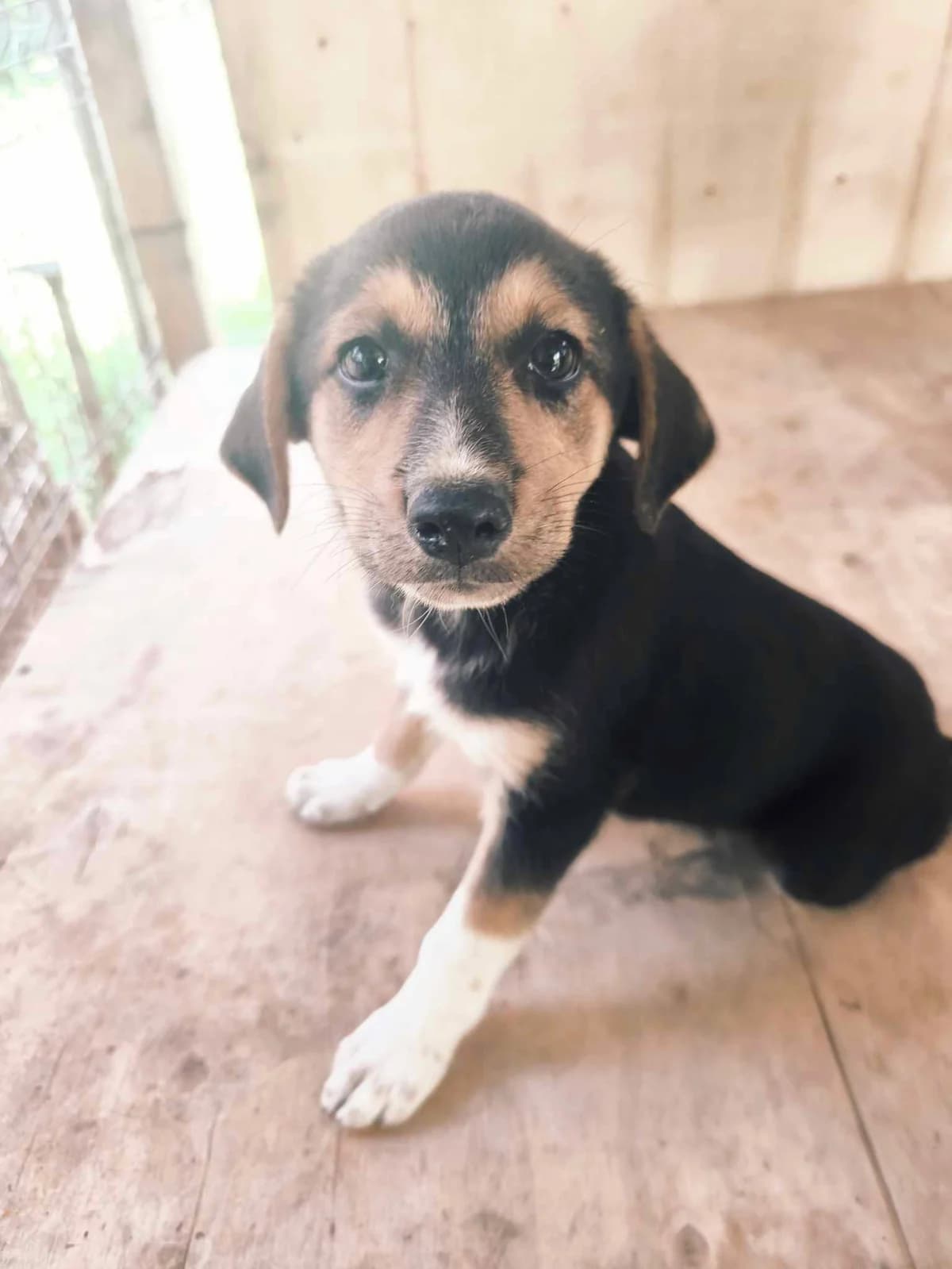 Szene, female puppy Mixed Breed for adoption at TierOase ThoMa e.V.