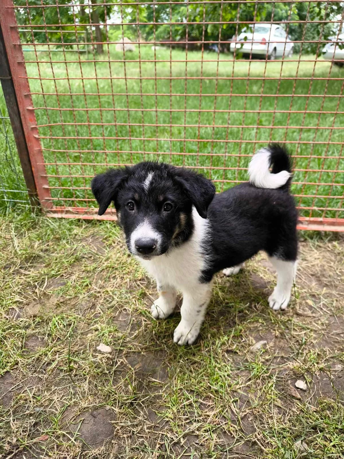 Liebhaben, female puppy Mixed Breed for adoption at TierOase ThoMa e.V.
