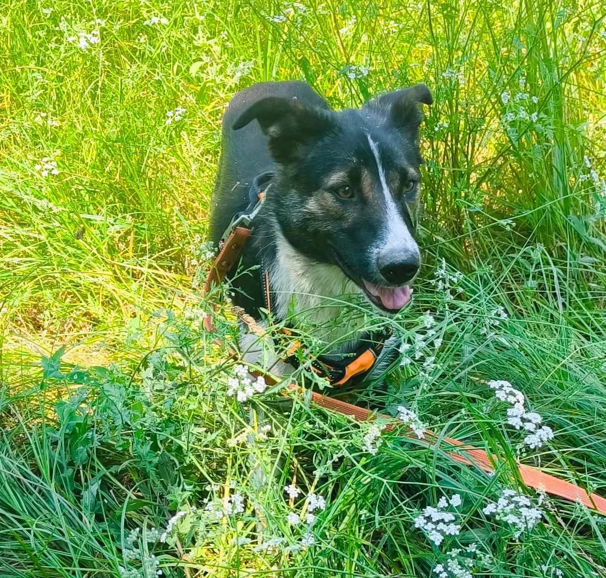 Ria, female young Mixed Breed for adoption at TierOase ThoMa e.V.