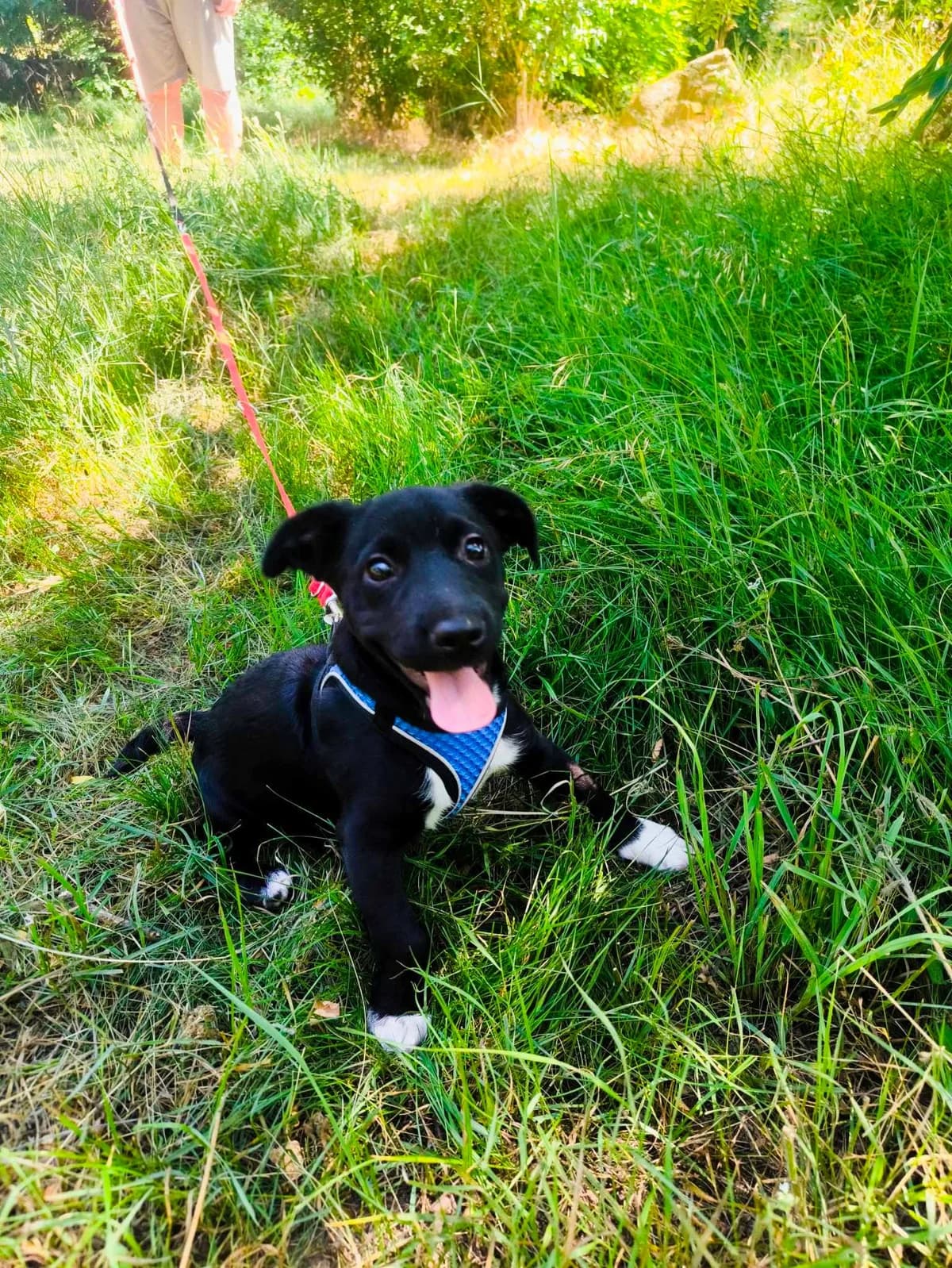 Sonne, Mixed Breed (TierOase ThoMa e.V.)