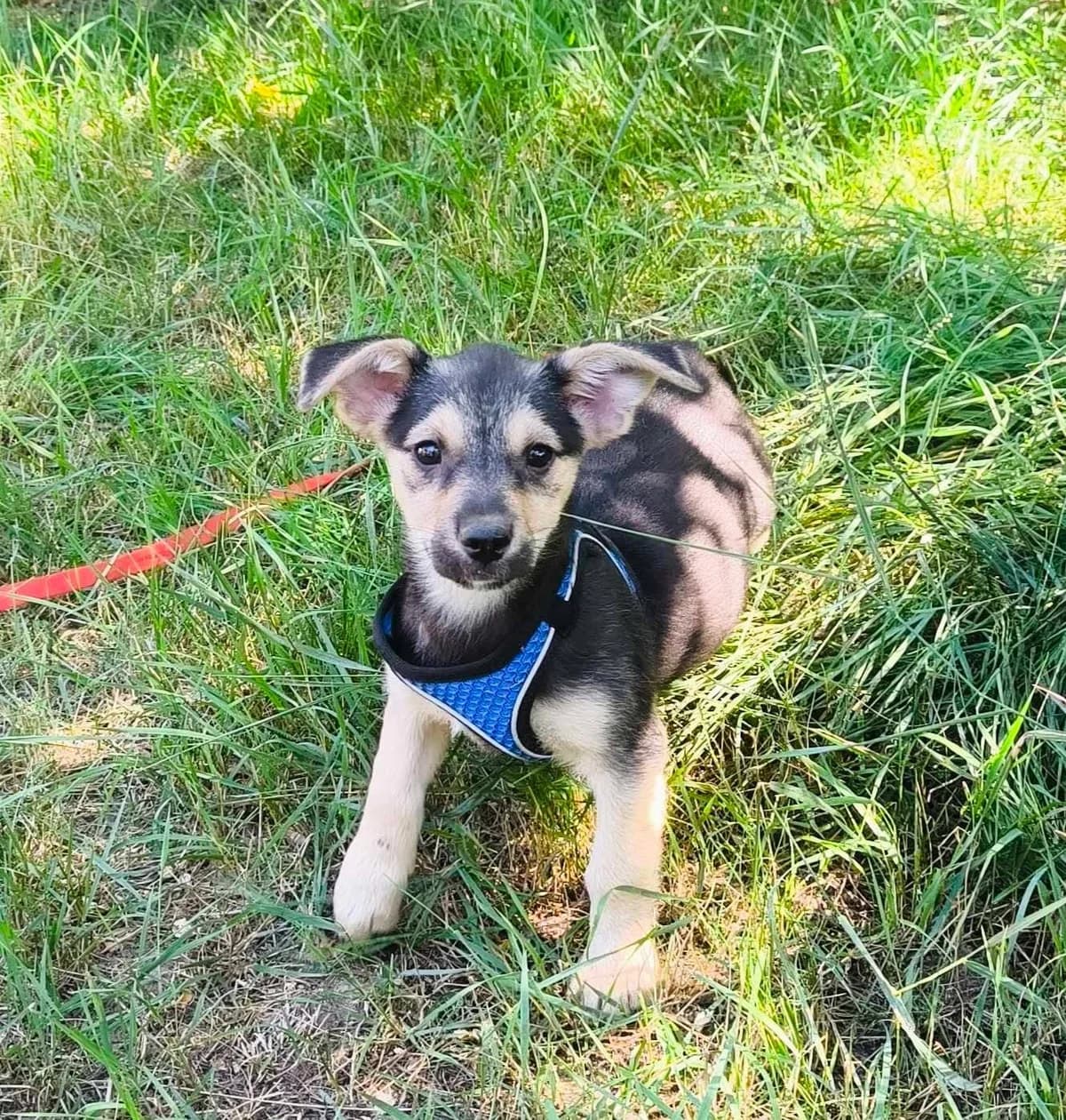 Toby, Mixed Breed (TierOase ThoMa e.V.)