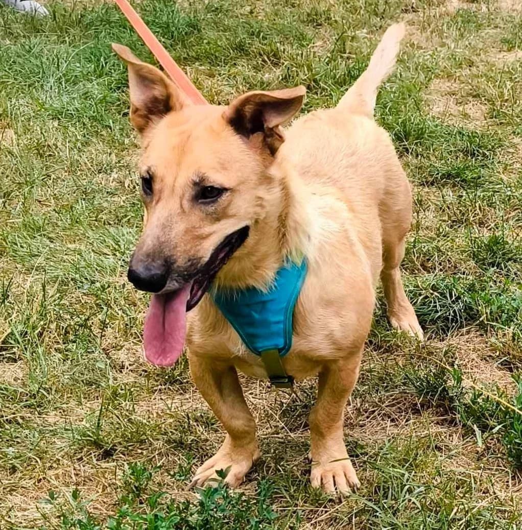 Tilda, female young Mixed Breed for adoption at TierOase ThoMa e.V.
