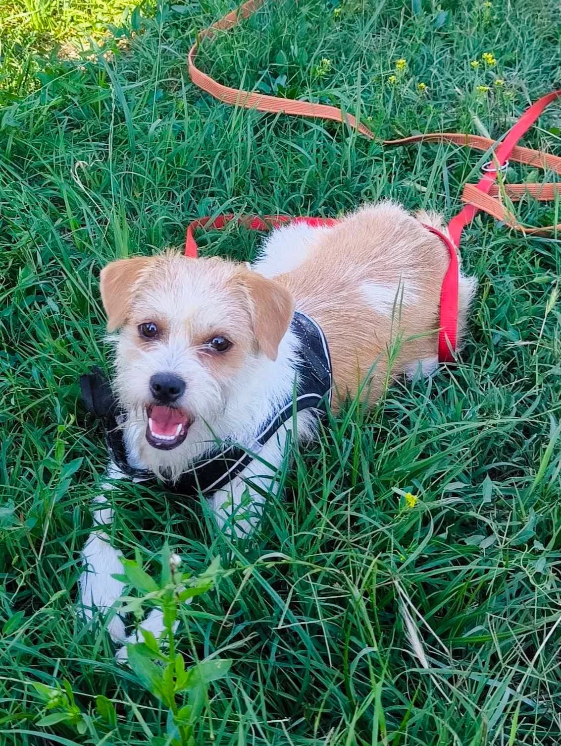 Lilly, weiß female young Mixed Breed for adoption at TierOase ThoMa e.V.