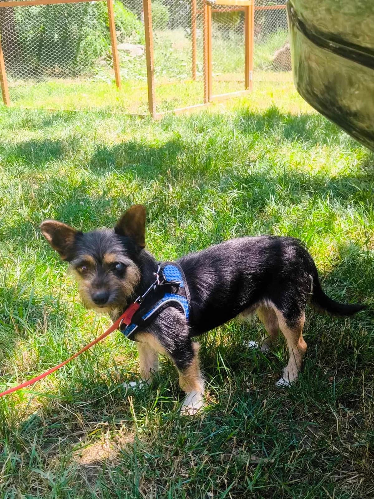 Finn, male 3yo Mixed Breed for adoption at TierOase ThoMa e.V.