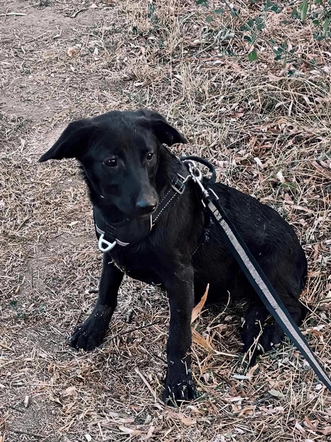 Tilly, female puppy Mixed Breed for adoption at TierOase ThoMa e.V.