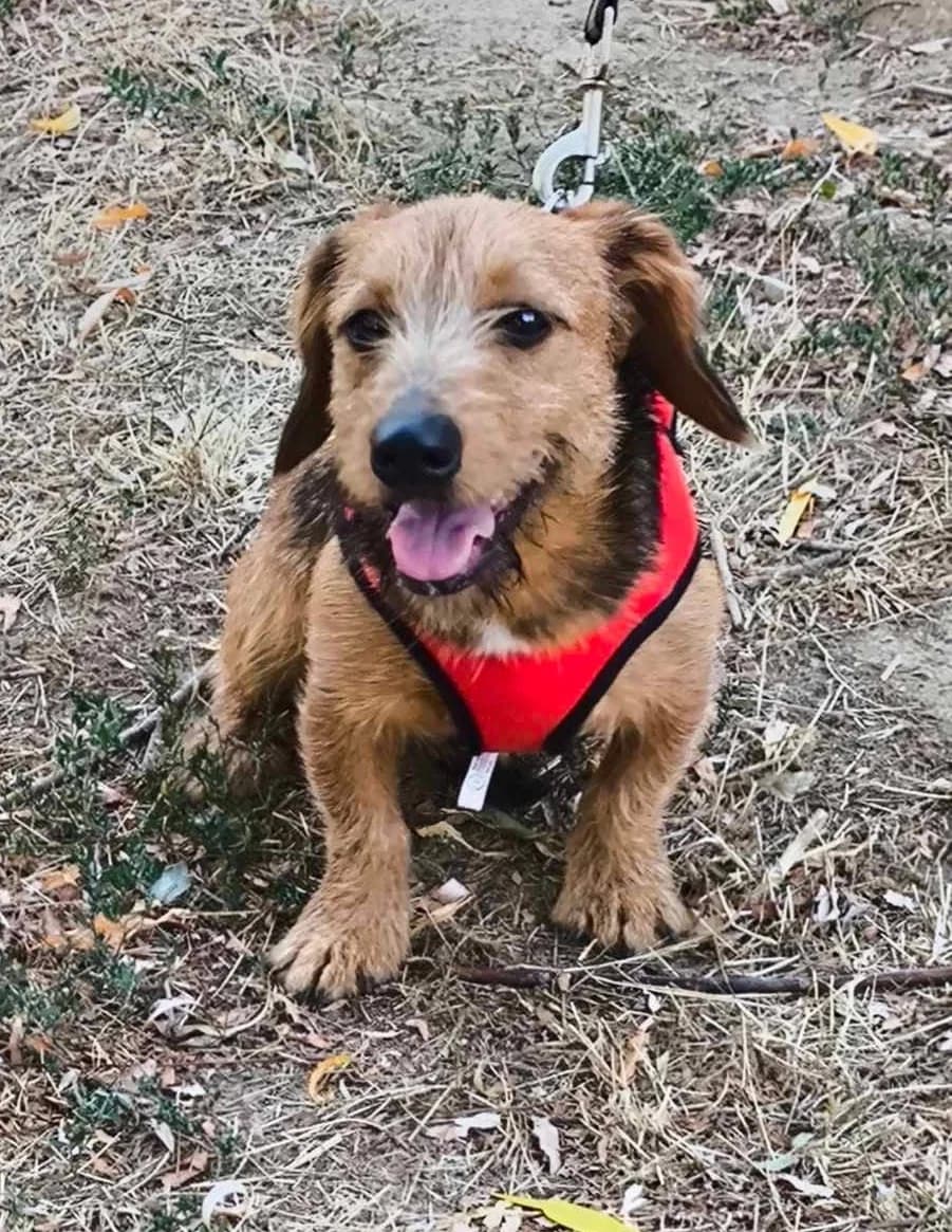Ute, female puppy Mixed Breed for adoption at TierOase ThoMa e.V.