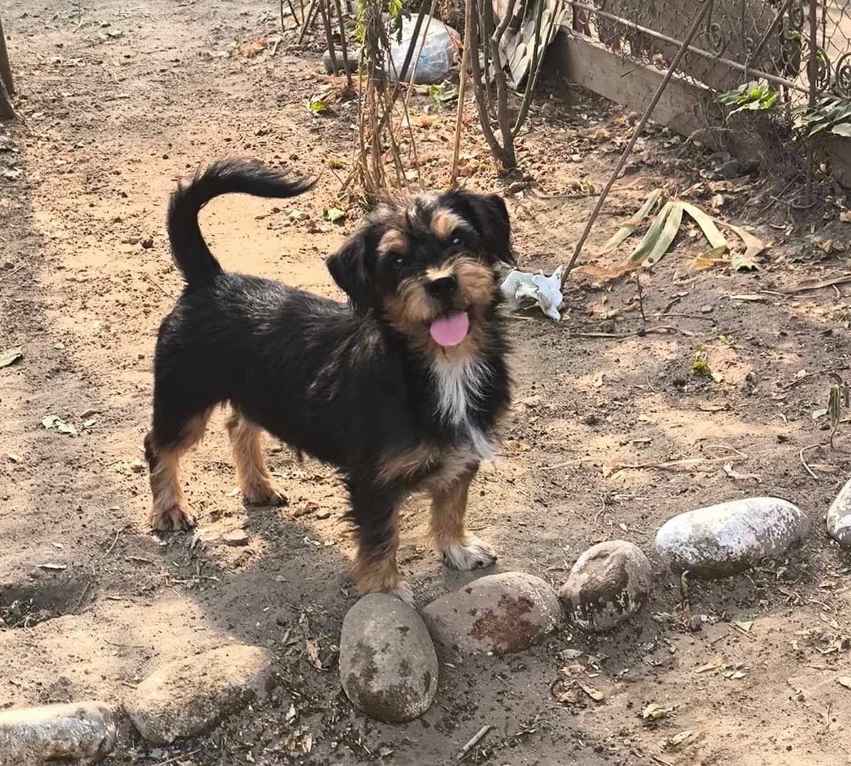 Winnie, female Mixed Breed for adoption at TierOase ThoMa e.V.