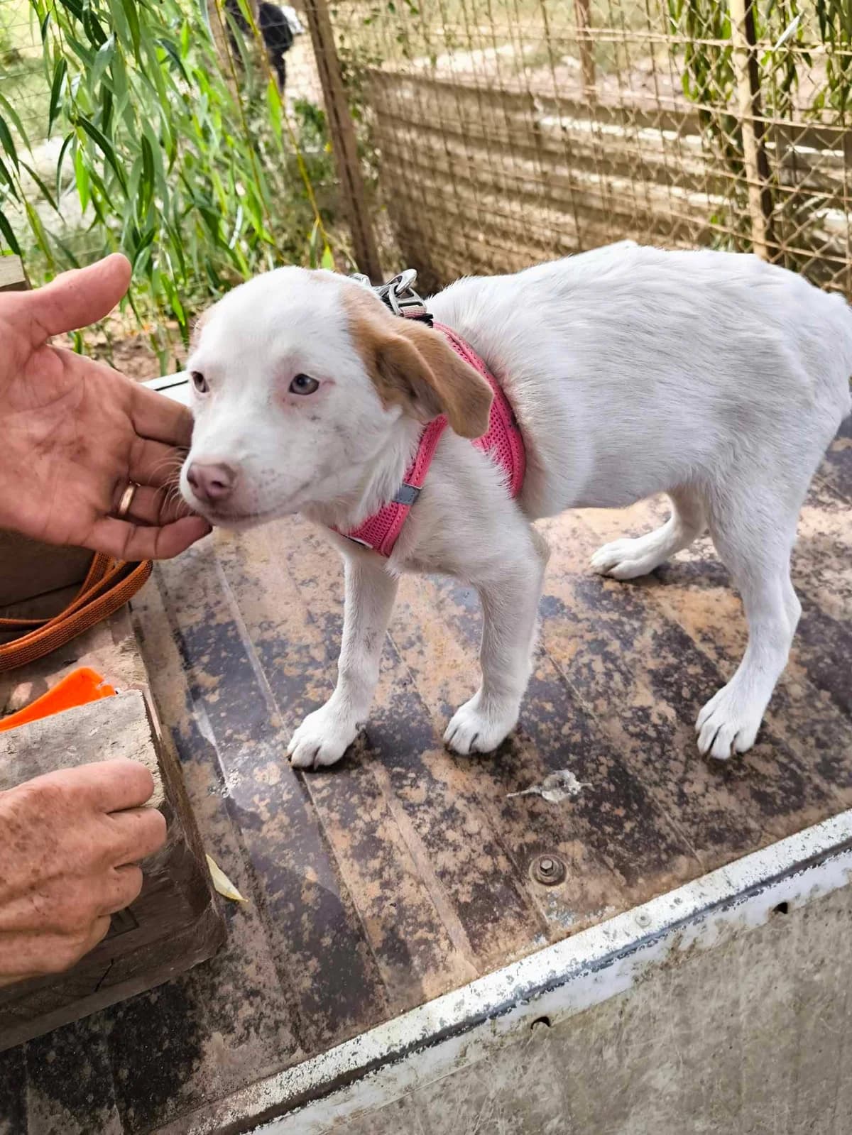 Valentina, weiß female puppy Mixed Breed for adoption at TierOase ThoMa e.V.