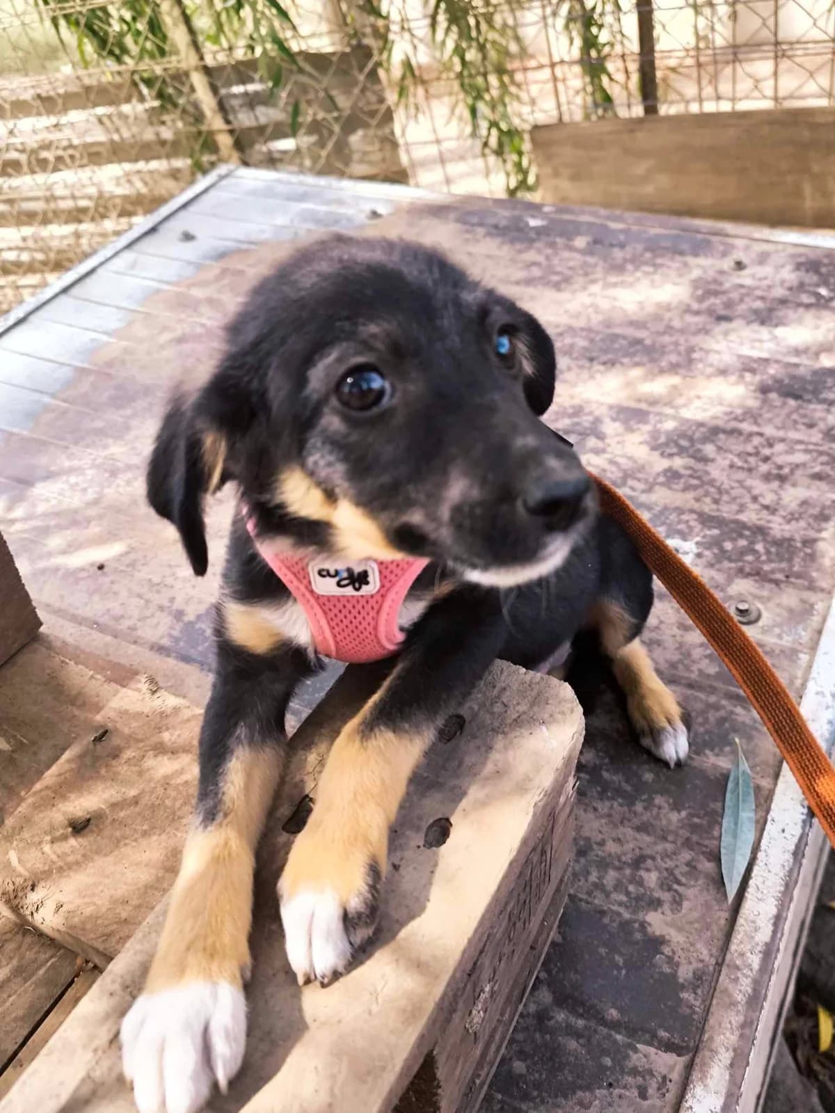Vega, female puppy Mixed Breed for adoption at TierOase ThoMa e.V.