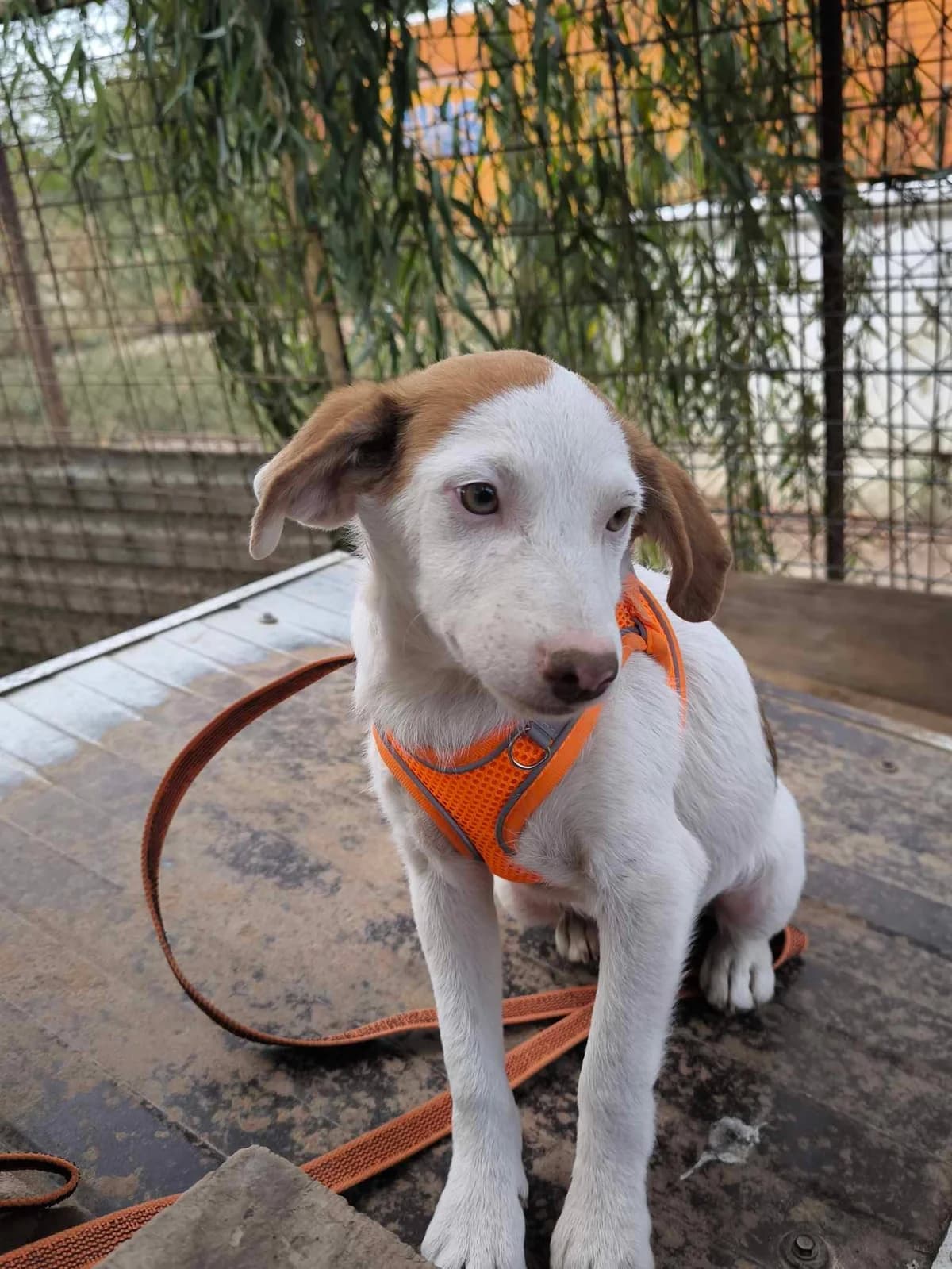 Vico, weiß male puppy Mixed Breed for adoption at TierOase ThoMa e.V.