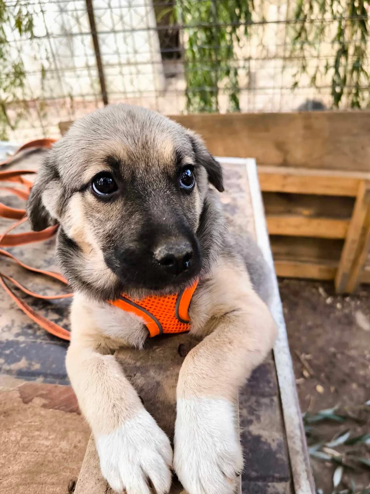 Vicky, female puppy Mixed Breed for adoption at TierOase ThoMa e.V.