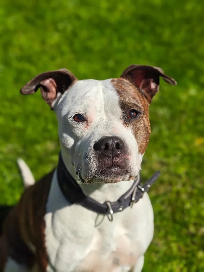 Ava, female 7yo Mixed Breed for adoption at Tierschutzzentrum Scherzingen, Ehrenkirchen-Scherzingen