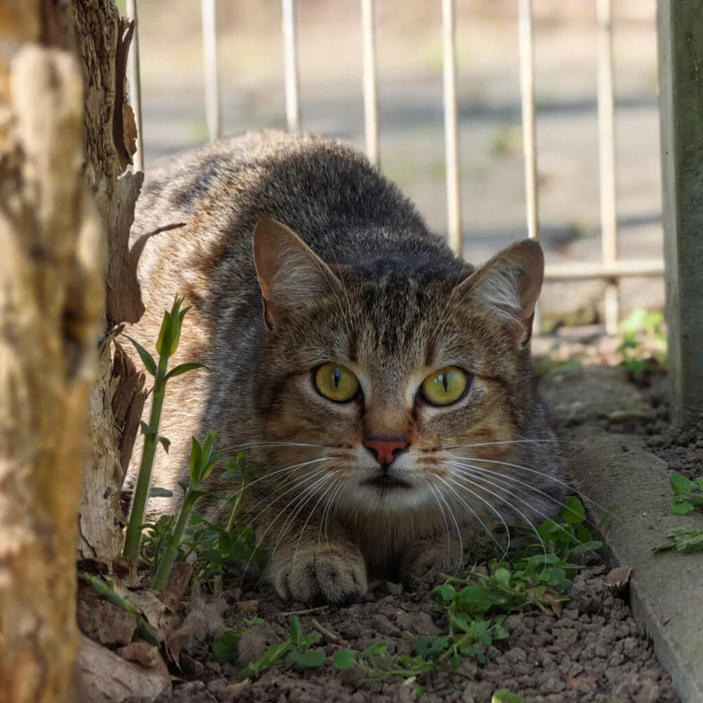 Elara, female young mixed breed for adoption at Tierschutzzentrum Scherzingen, Ehrenkirchen-Scherzingen