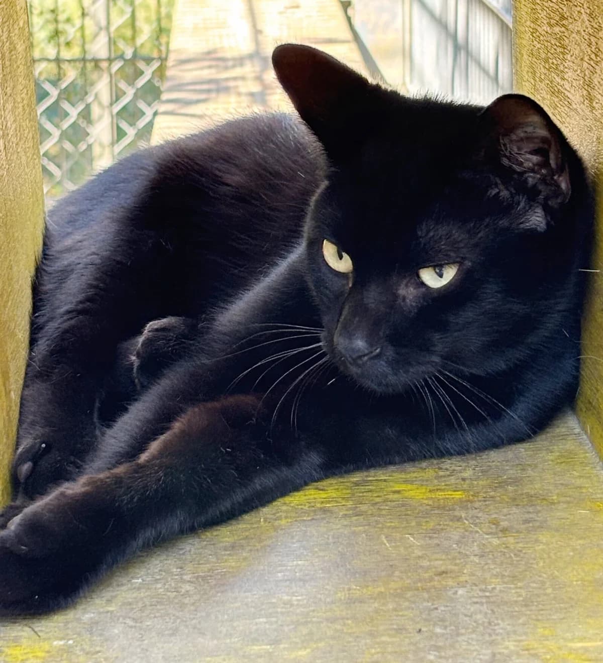 Eliam, male young mixed breed for adoption at Tierschutzzentrum Scherzingen, Ehrenkirchen-Scherzingen