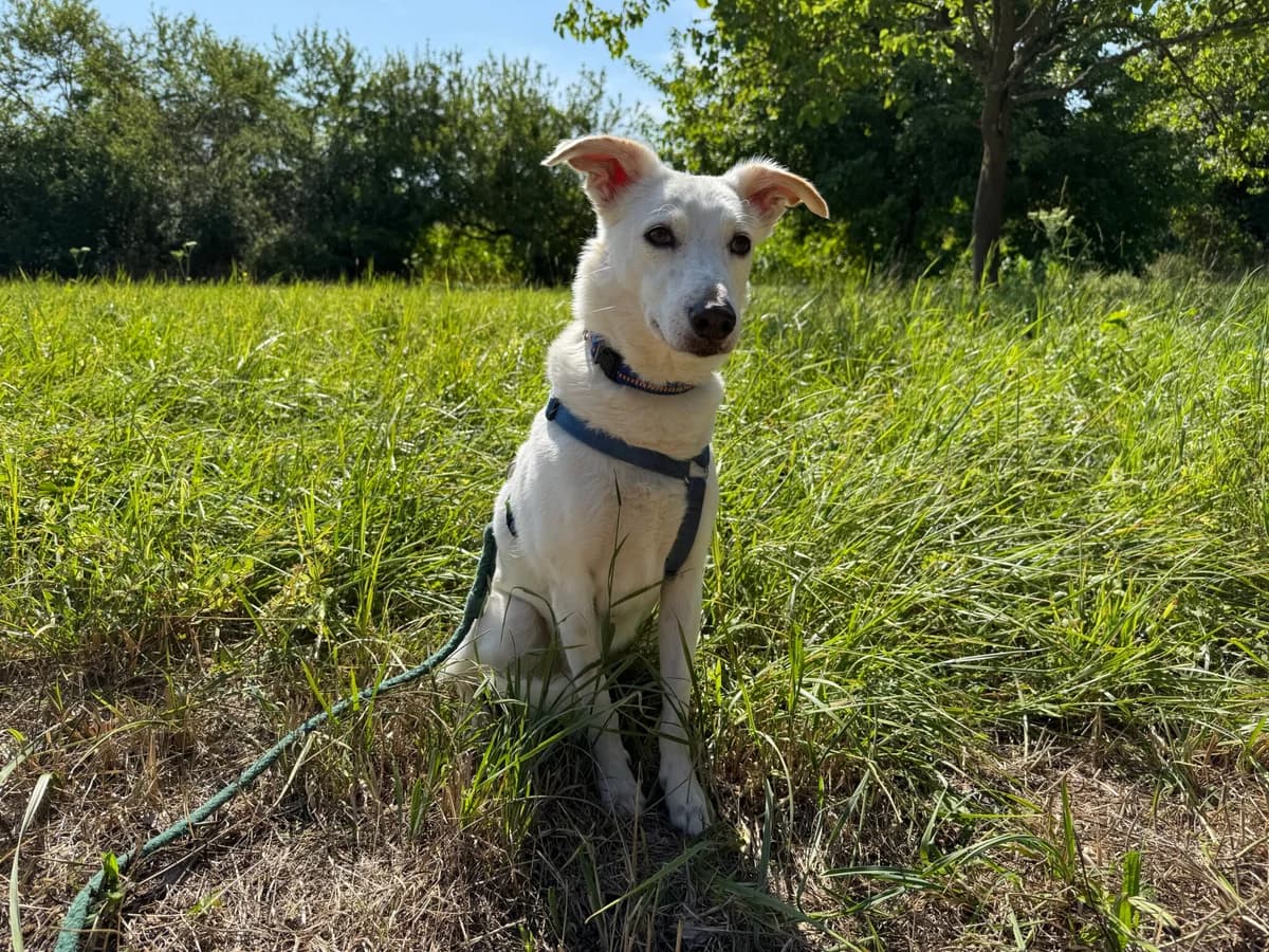 Laila, female senior Mixed Breed for adoption at Tierschutzzentrum Scherzingen, Ehrenkirchen-Scherzingen