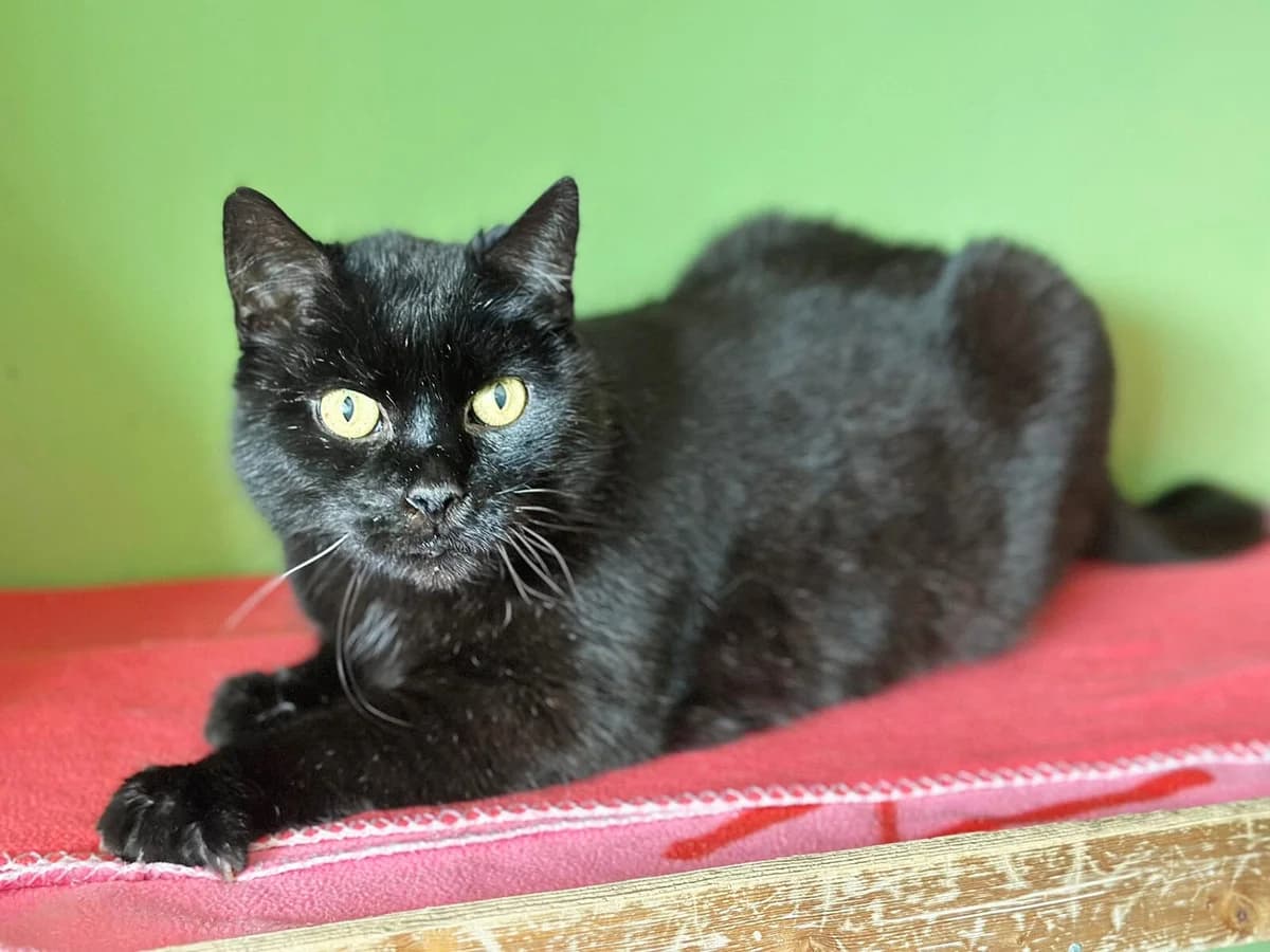 Miron, male senior mixed breed for adoption at Tierschutzzentrum Scherzingen, Ehrenkirchen-Scherzingen
