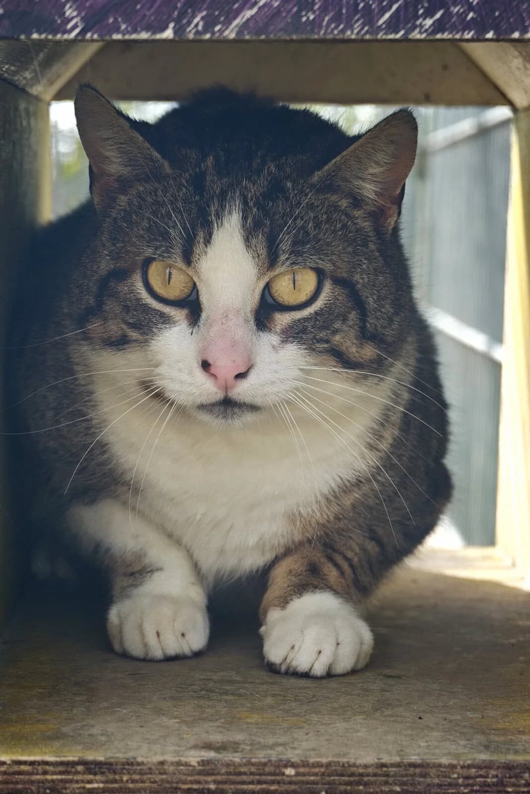 Paul, male 4yo mixed breed for adoption at Tierschutzzentrum Scherzingen, Ehrenkirchen-Scherzingen
