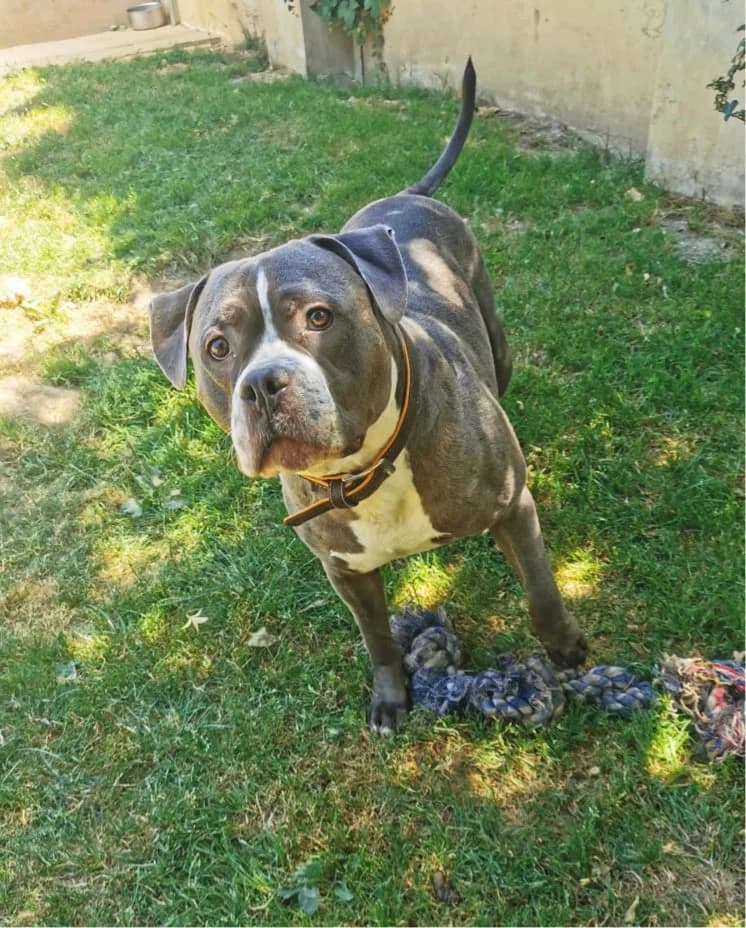 Teddy, male 6yo American Bully for adoption at Tierschutzzentrum Scherzingen, Ehrenkirchen-Scherzingen