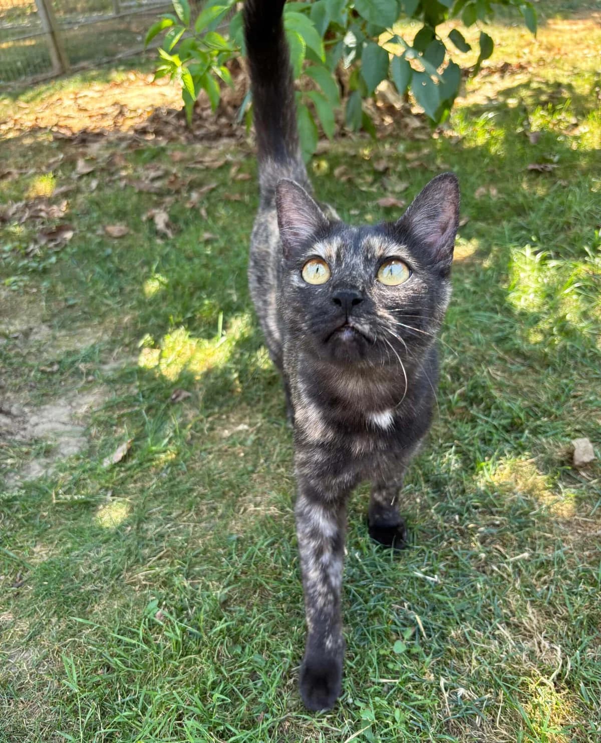 Tiara, female young mixed breed for adoption at Tierschutzzentrum Scherzingen, Ehrenkirchen-Scherzingen
