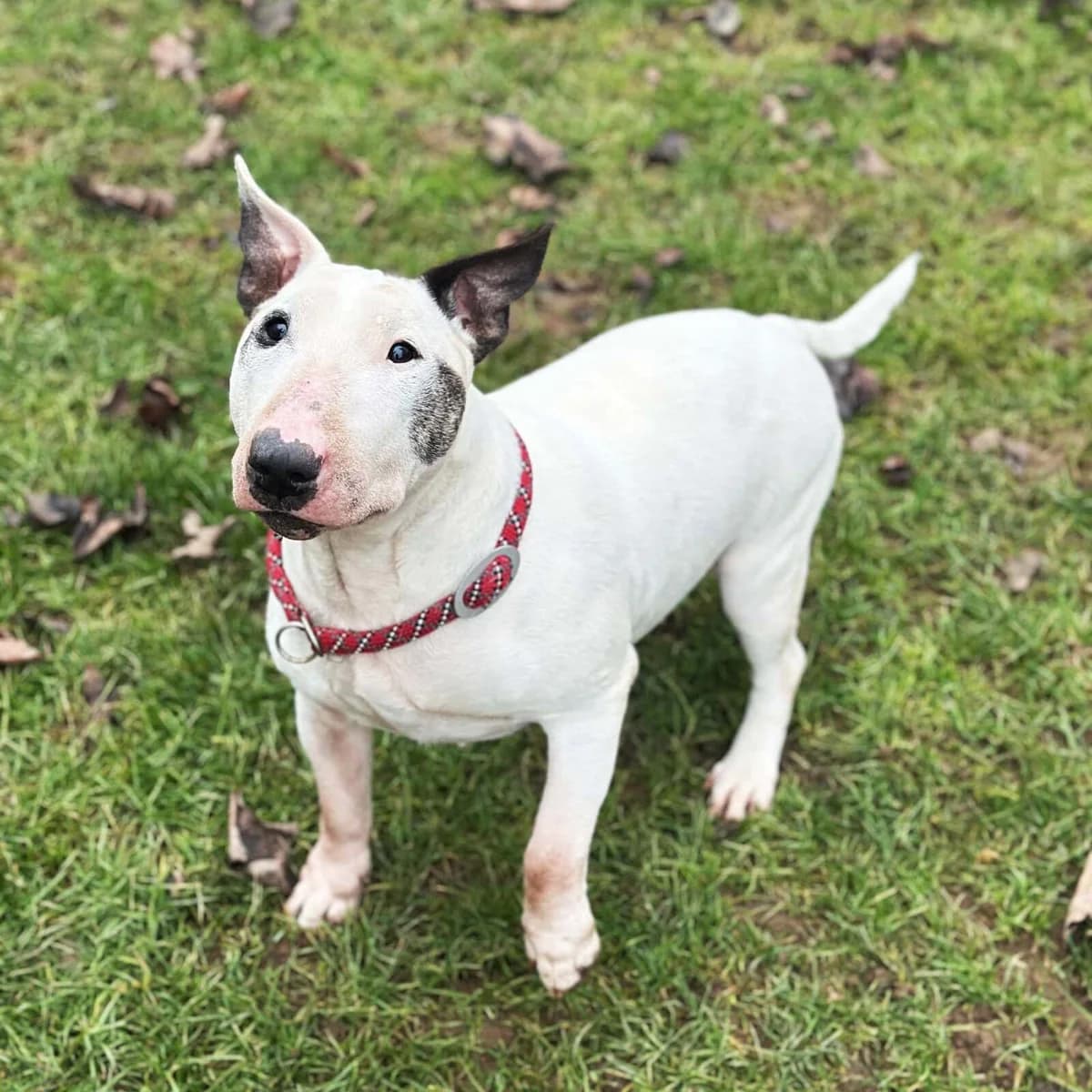 Tyson, male senior Bull Terrier for adoption at Tierschutzzentrum Scherzingen, Ehrenkirchen-Scherzingen