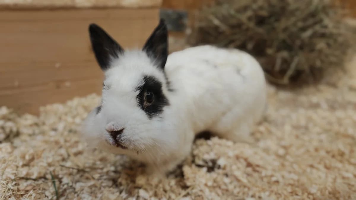 Yuki, male Mixed Breed for adoption at Tierschutzzentrum Scherzingen, Ehrenkirchen-Scherzingen