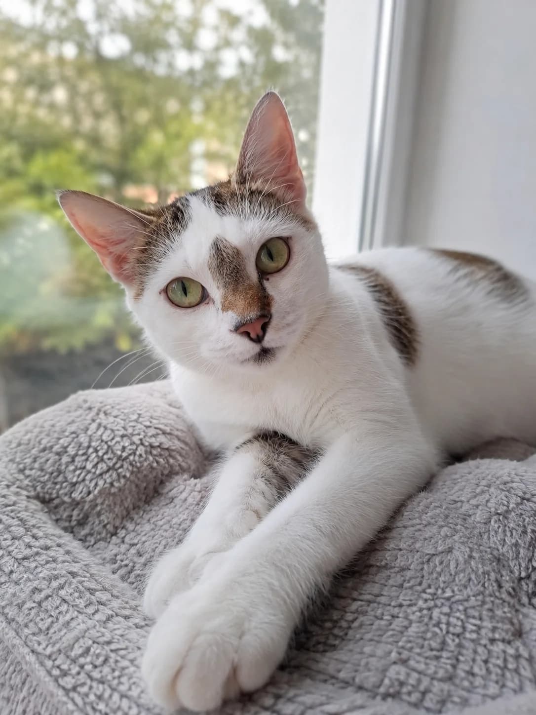 Hannah, female young Mixed Breed for adoption at Tierschutzverein Buchen, Buchen