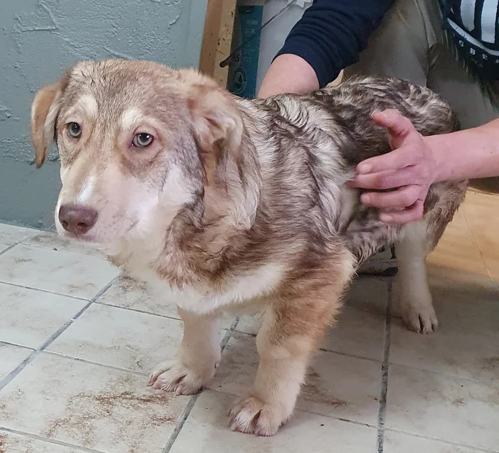Udo, Mixed Breed (Tierschutzverein Donauwörth u. U. e. V.)