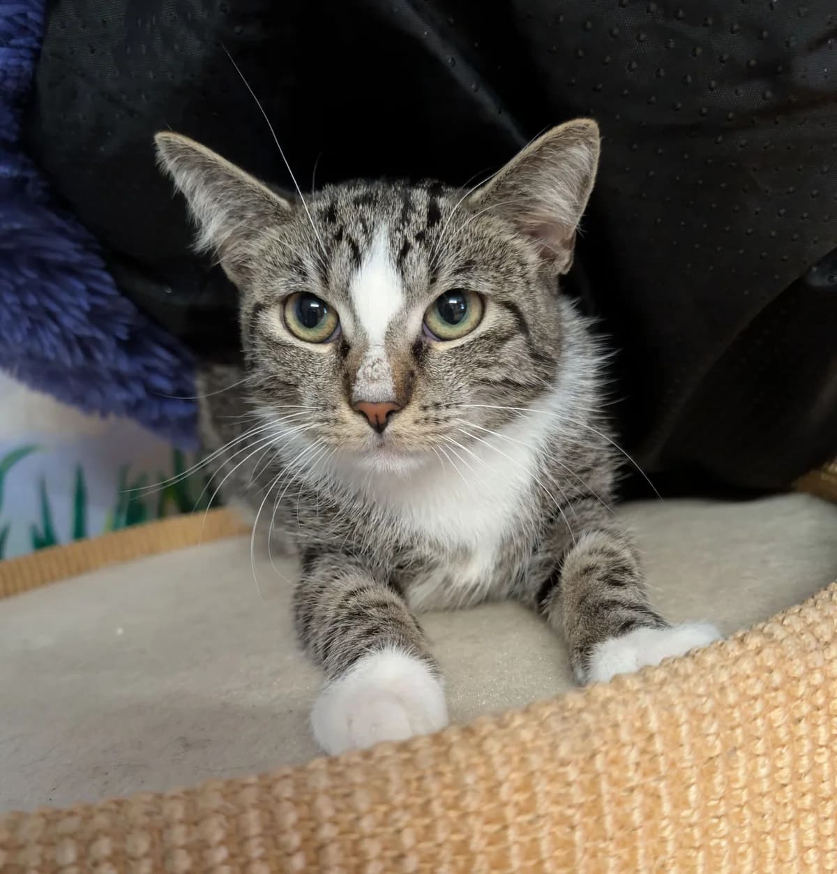 Aramis, ca. 2 Jahre (reserviert), male European Shorthair for adoption at Tierschutzzentrum Ribbesbüttel