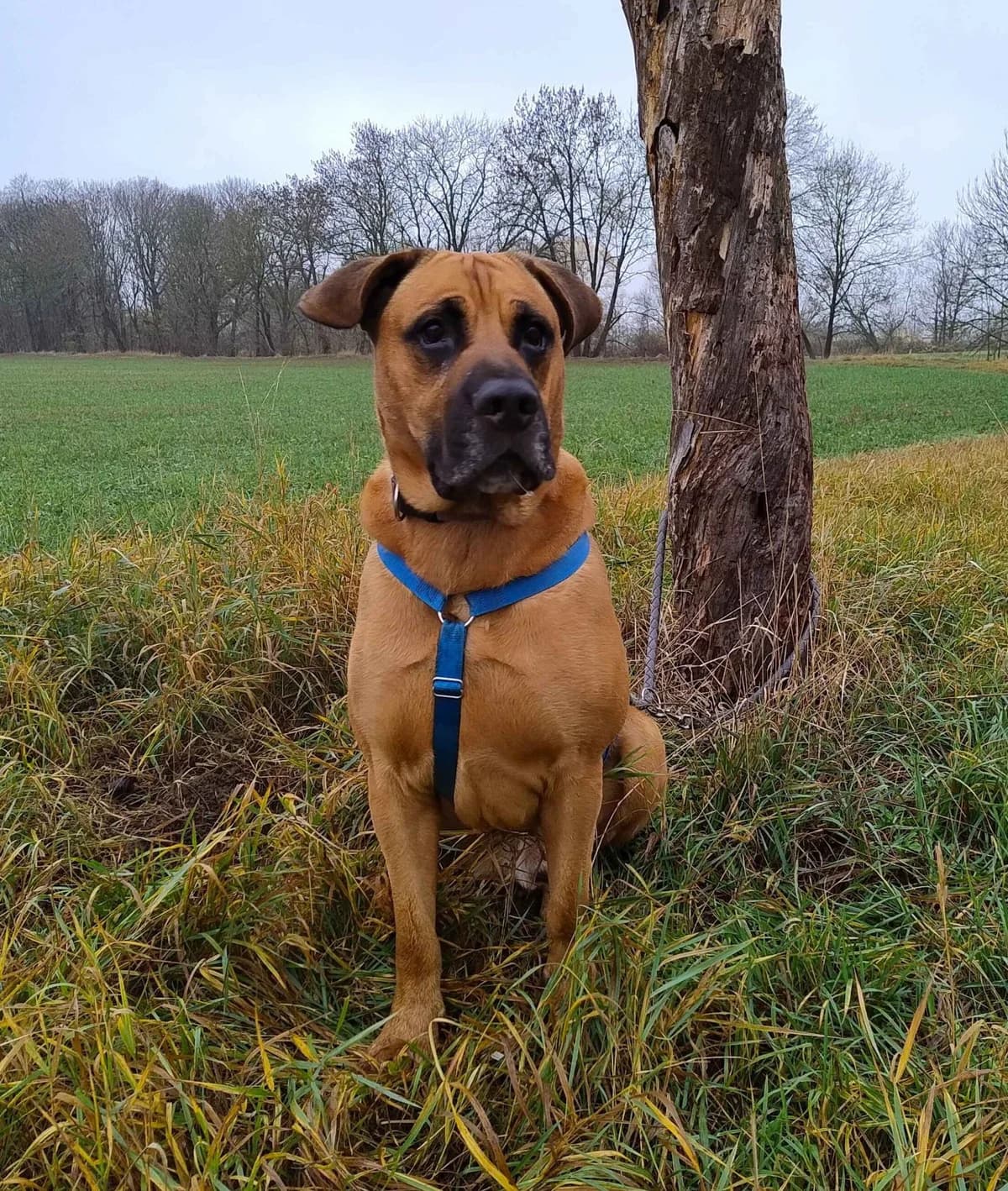 Balu, male 5yo German Shepherd for adoption at Tierschutzzentrum Ribbesbüttel